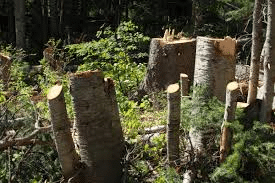 illegal-tree-cutting